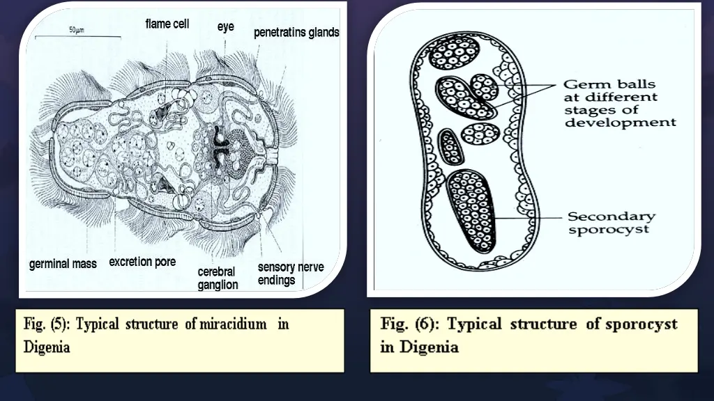 slide12