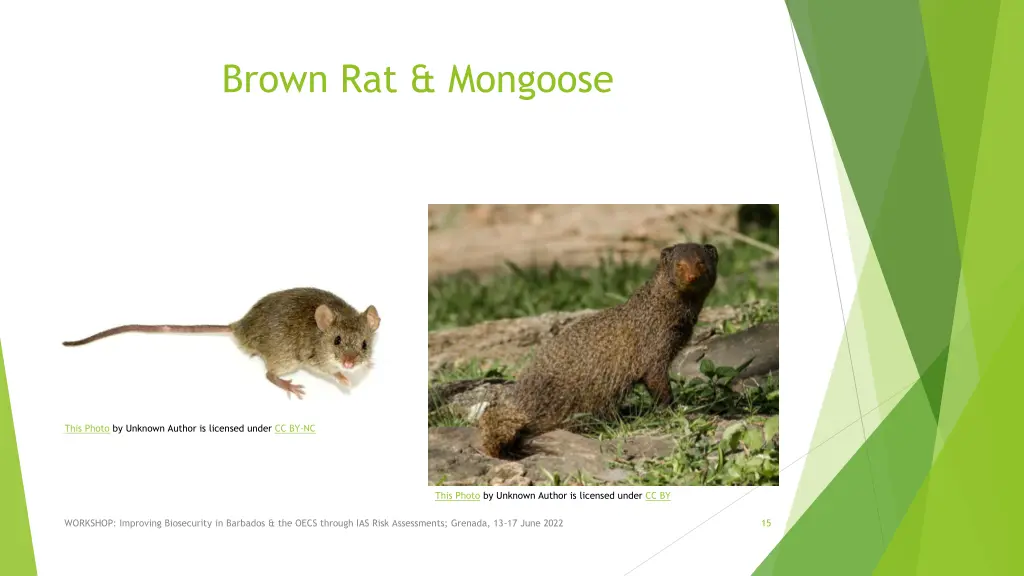 brown rat mongoose