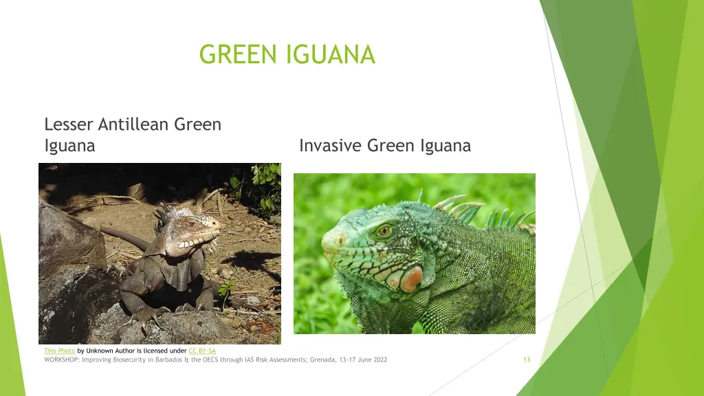 green iguana