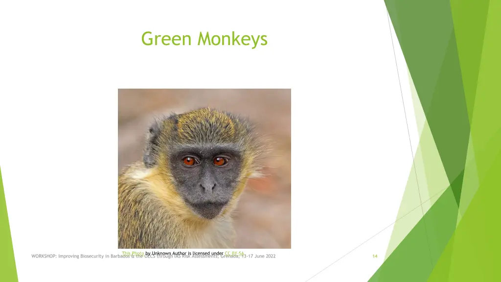 green monkeys