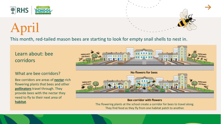 april this month red tailed mason bees