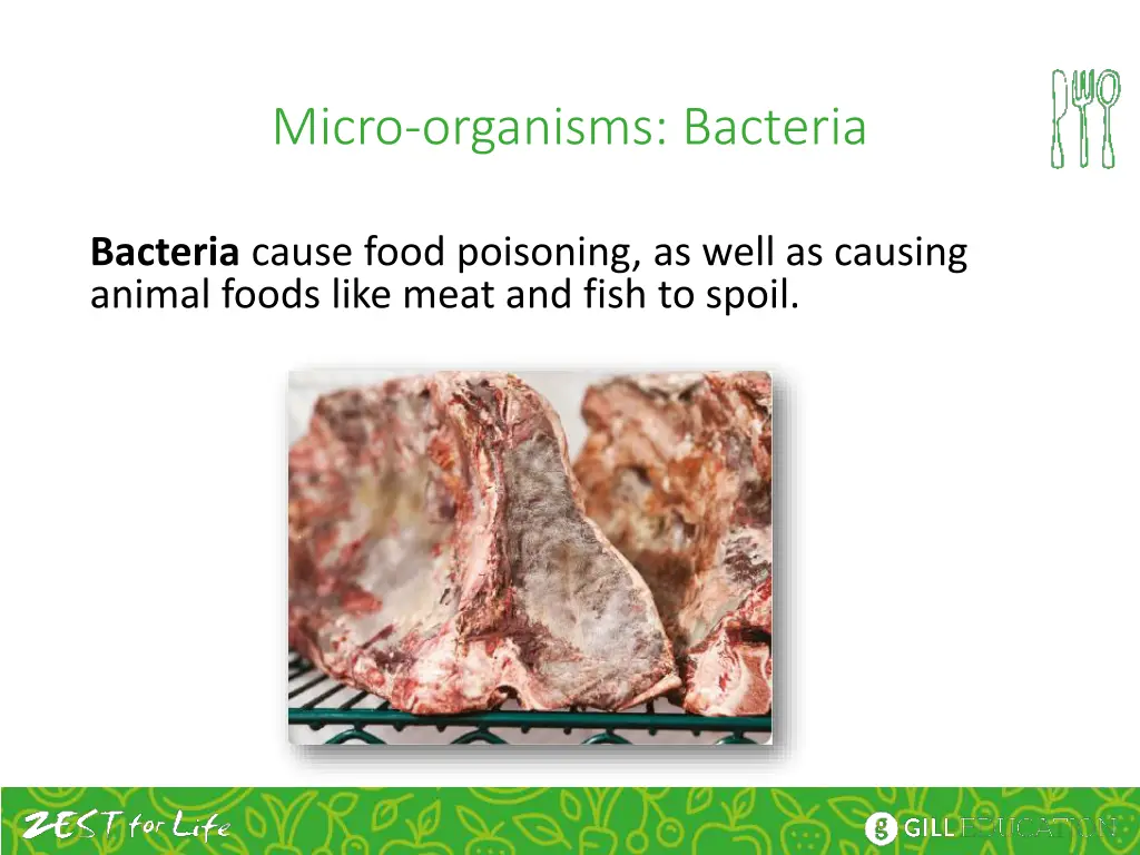 micro organisms bacteria