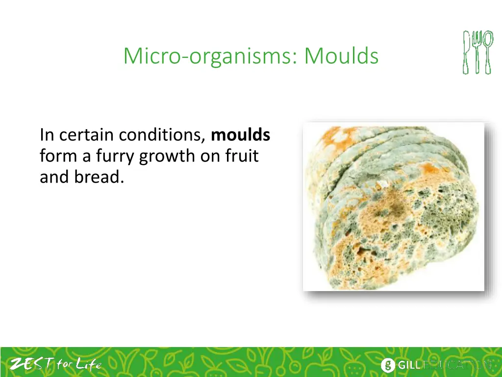 micro organisms moulds