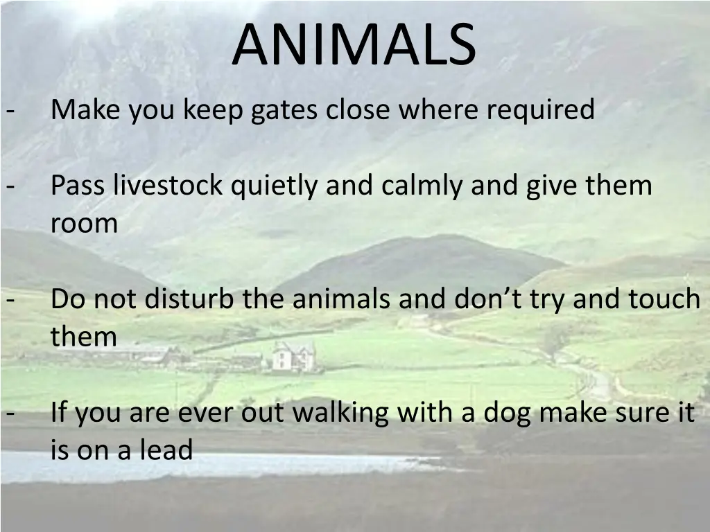 animals