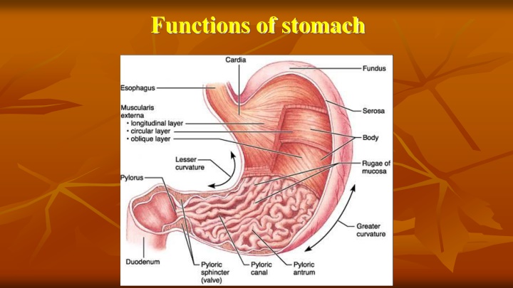 functions of stomach