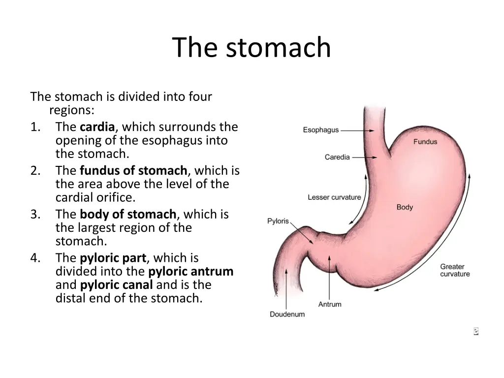 the stomach 1