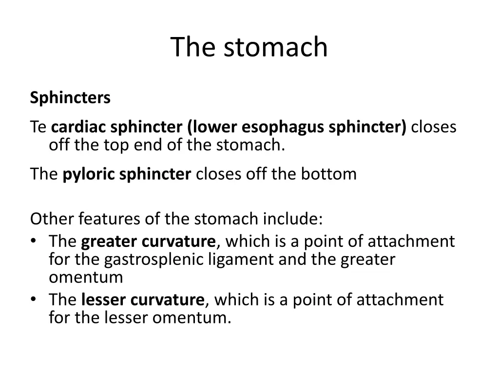 the stomach 2