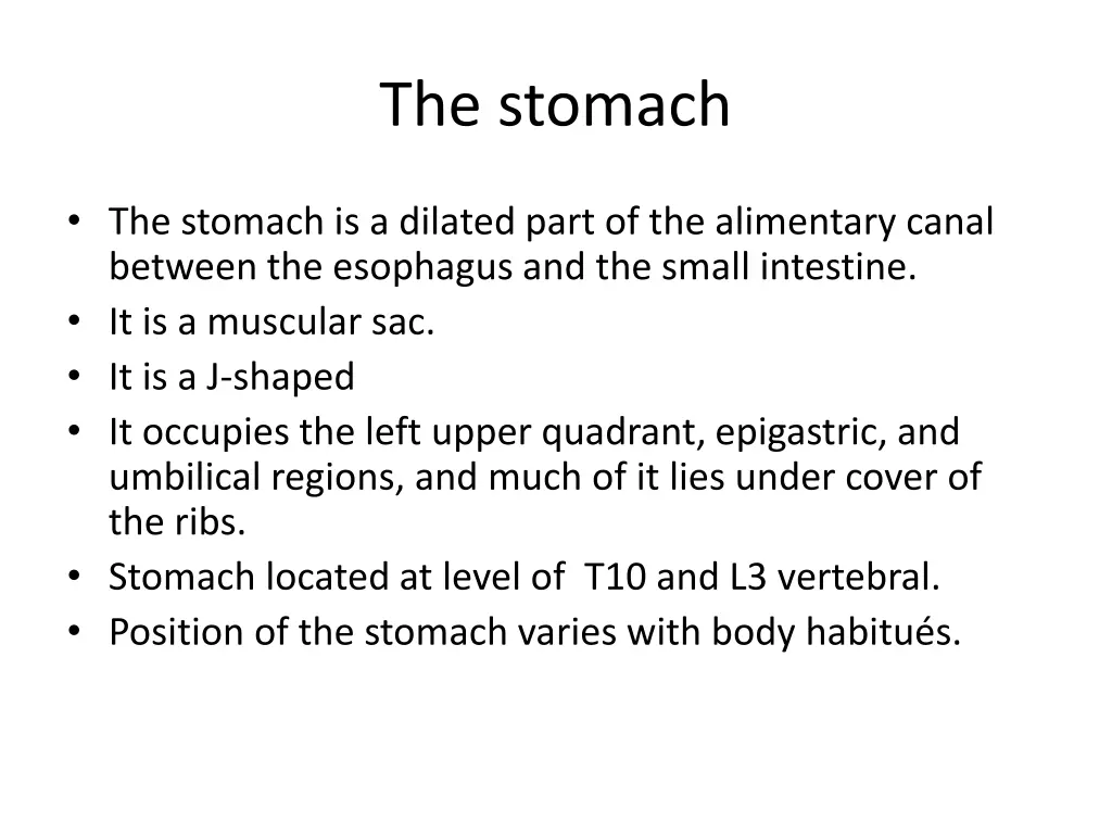 the stomach