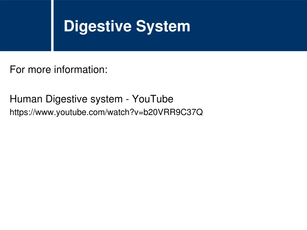 digestive system 1