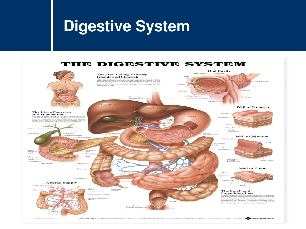 digestive system