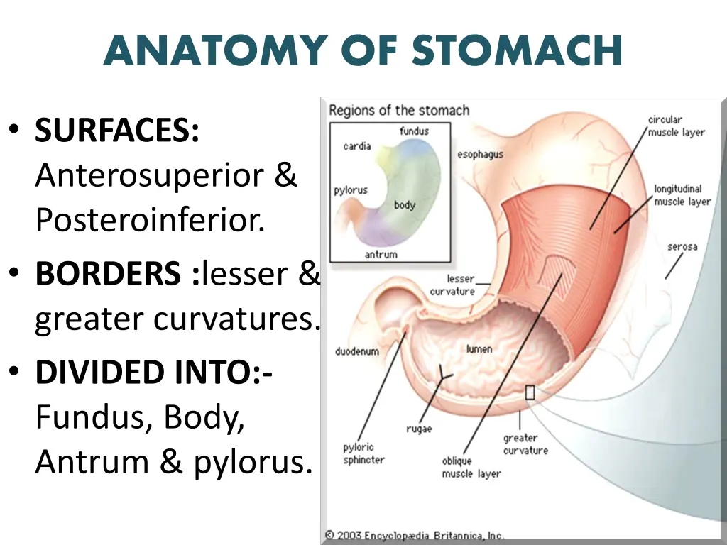 anatomy of stomach