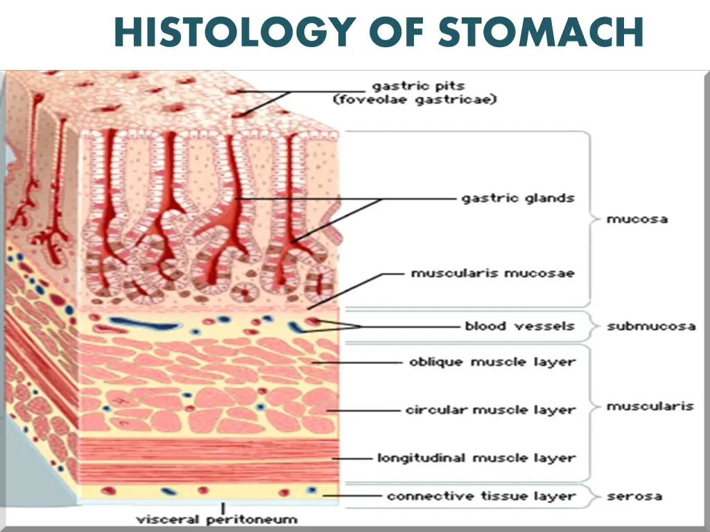 histology of stomach