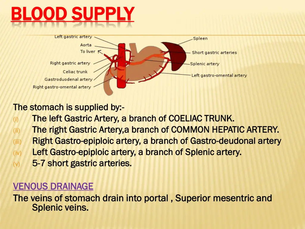 blood supply blood supply