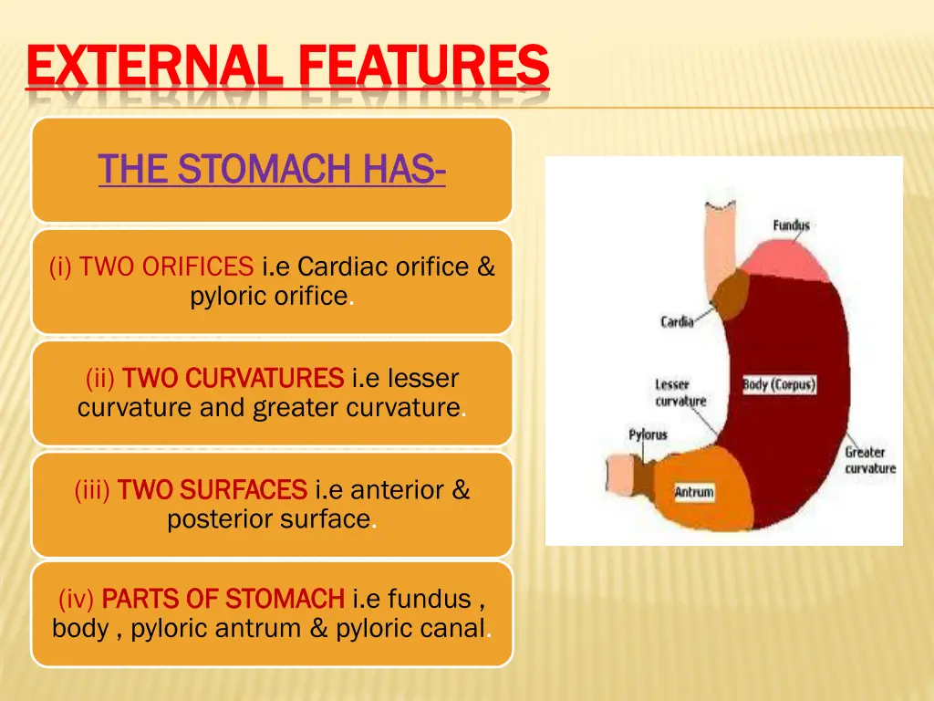 external features external features