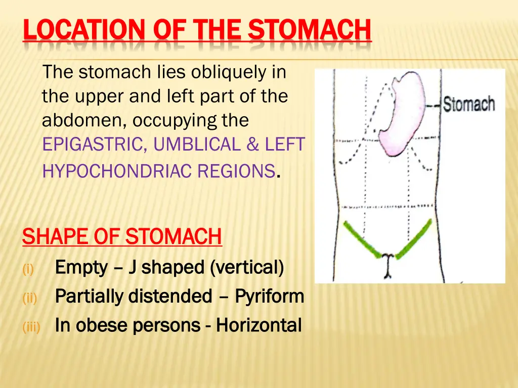 location of the stomach location of the stomach