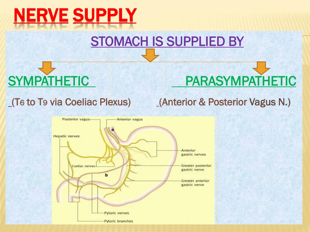 nerve nerve supply supply