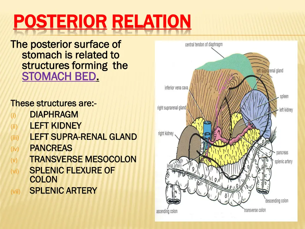 posterior posterior relation