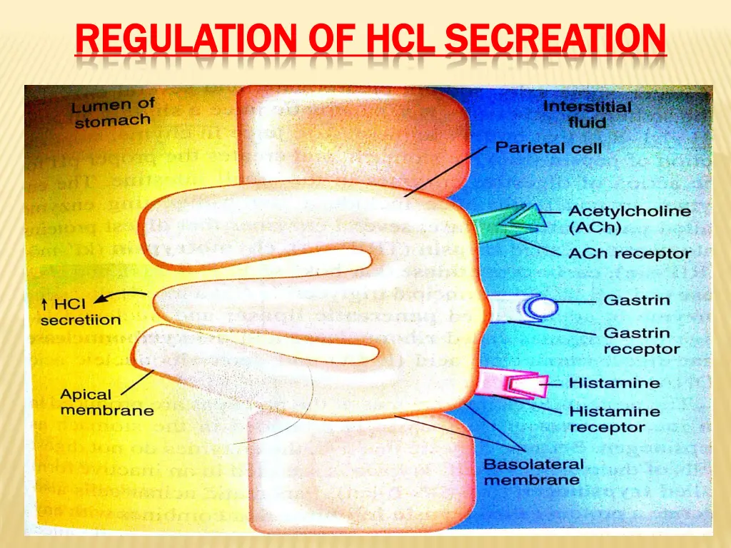 regulation of regulation of hcl