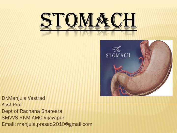 stomach