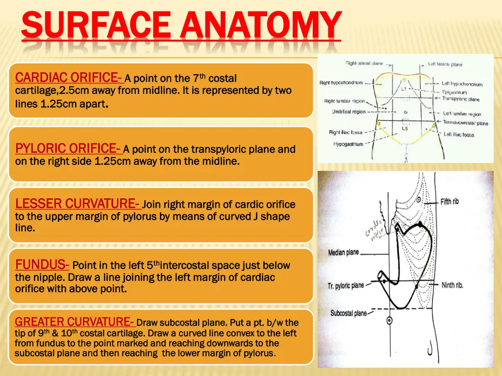 surface anatomy surface anatomy