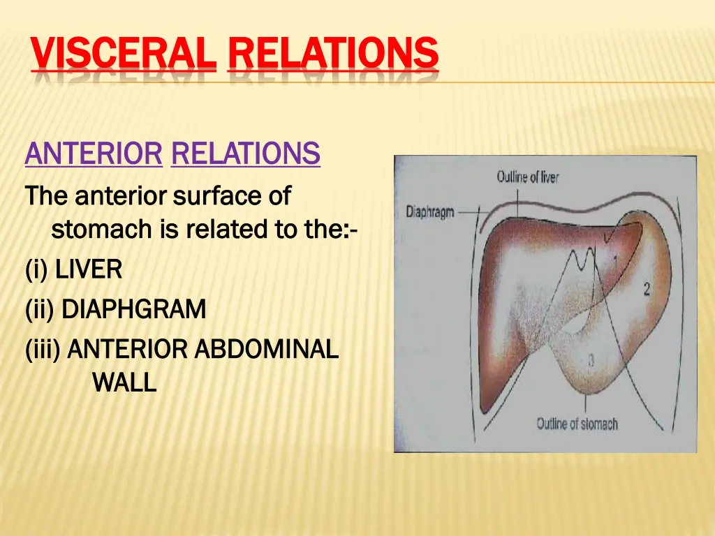 visceral visceral relations relations