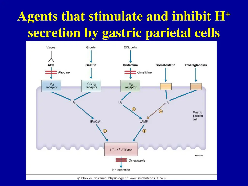 agents that stimulate and inhibit h secretion