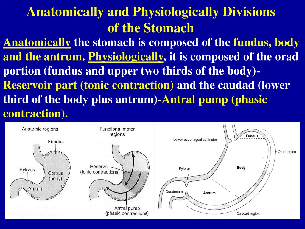 anatomically and physiologically divisions