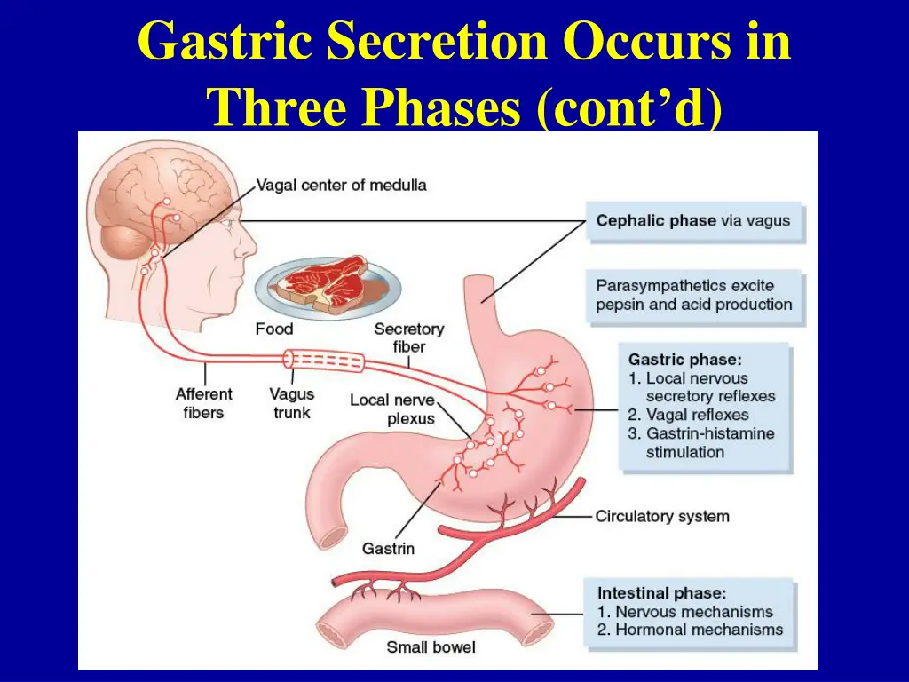 gastric secretion occurs in three phases cont d