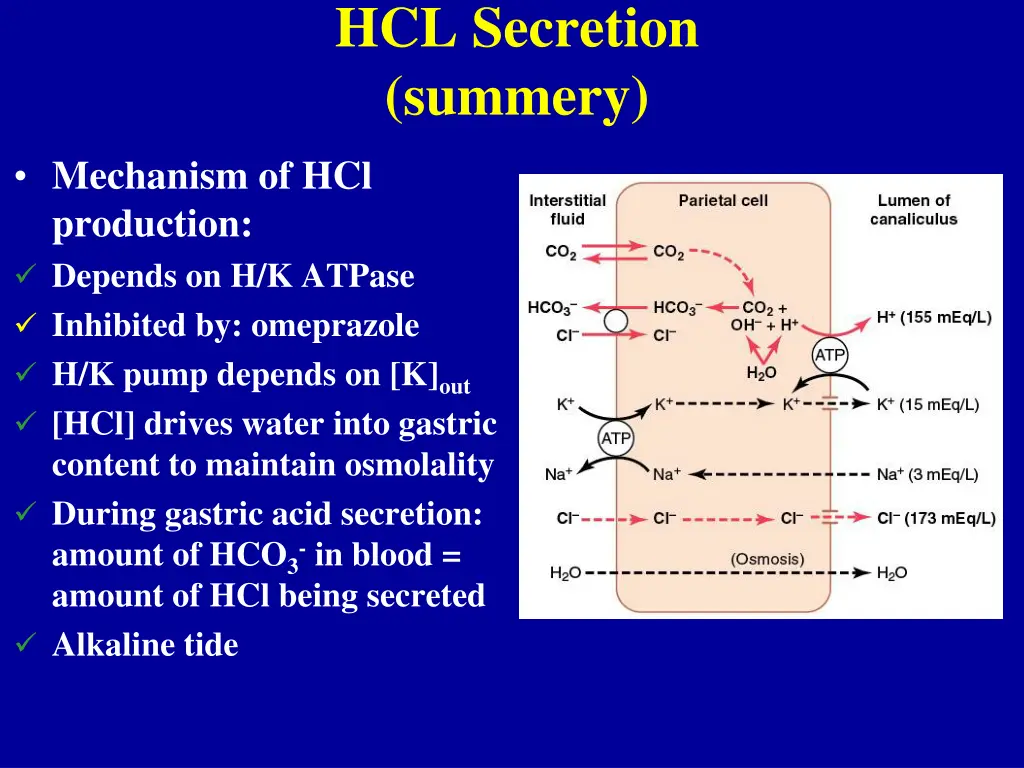 hcl secretion summery