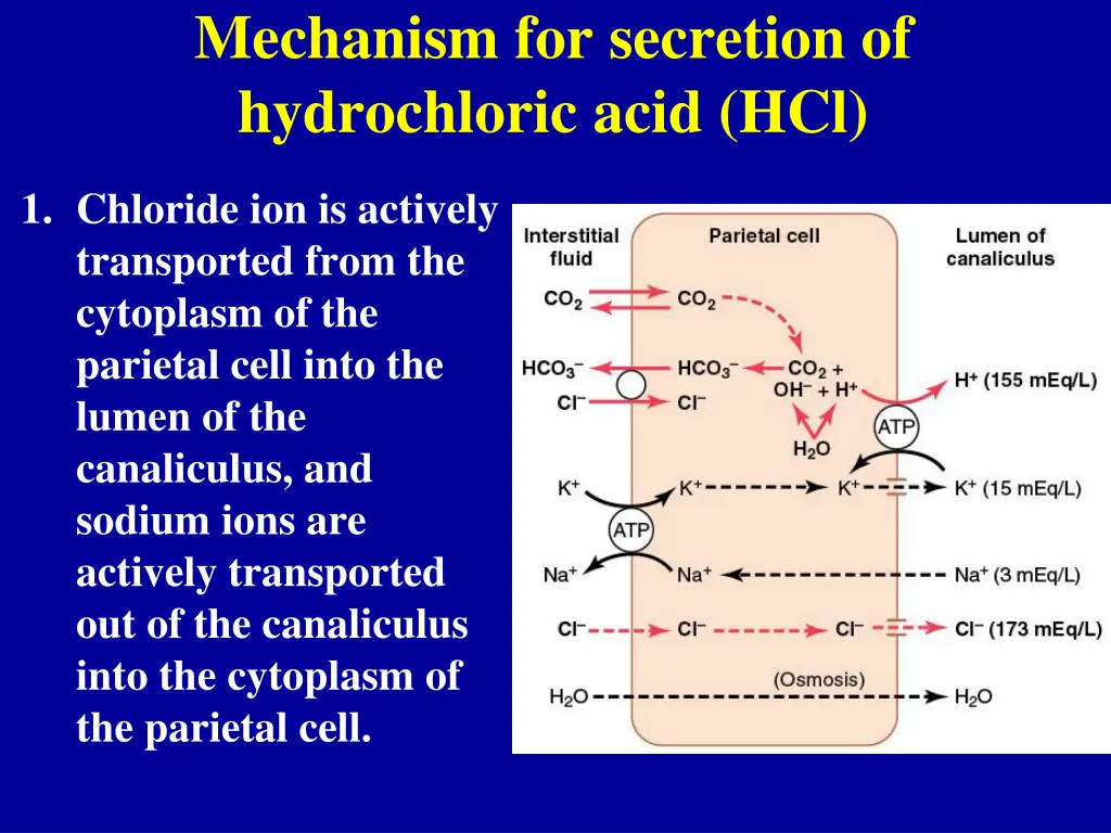 mechanism for secretion of hydrochloric acid hcl