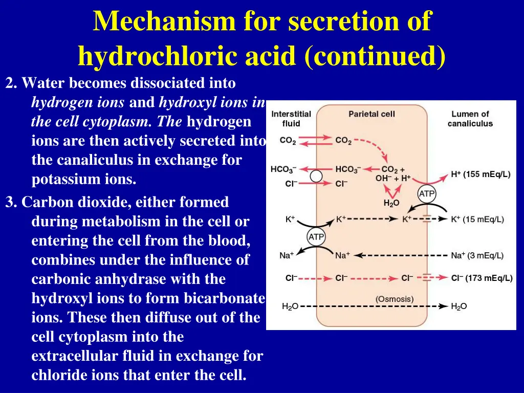 mechanism for secretion of hydrochloric acid