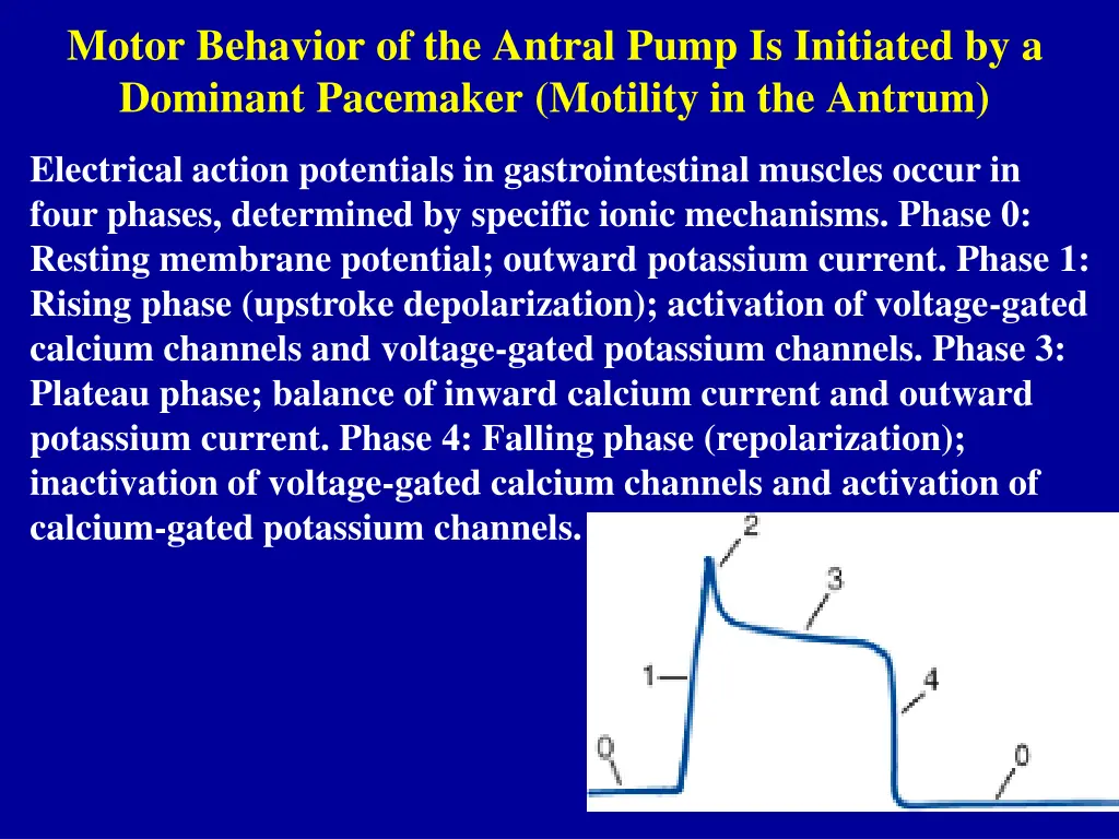 motor behavior of the antral pump is initiated 1