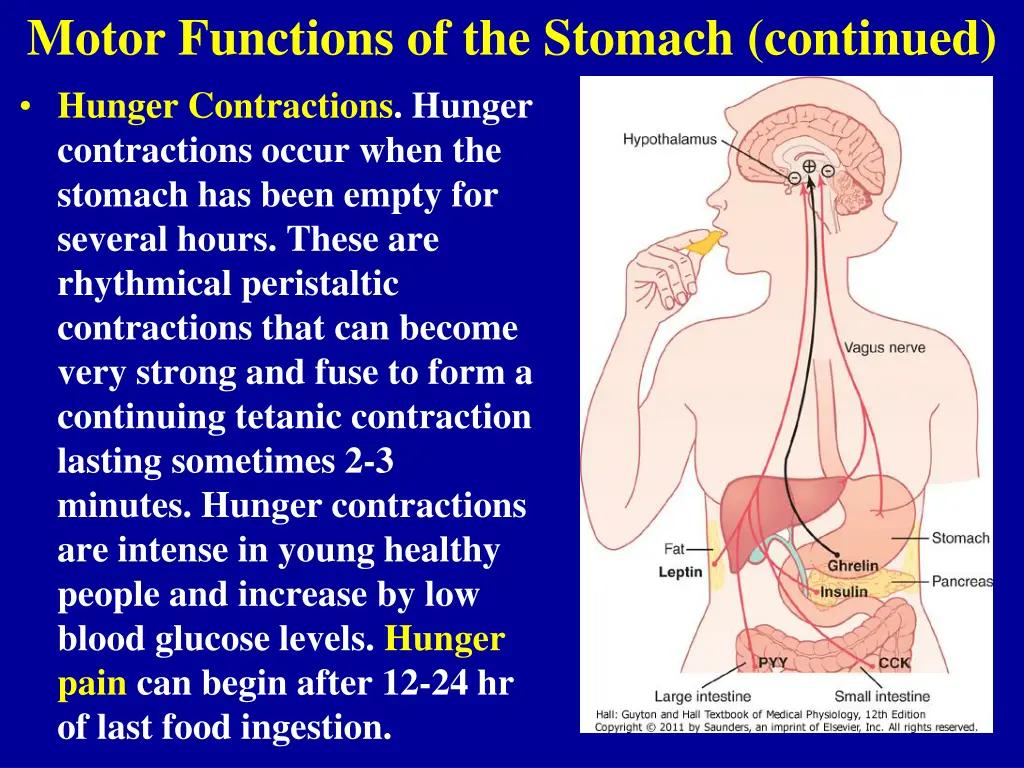 motor functions of the stomach continued hunger