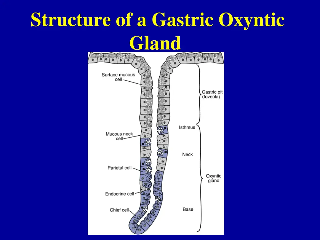 structure of a gastric oxyntic gland 1