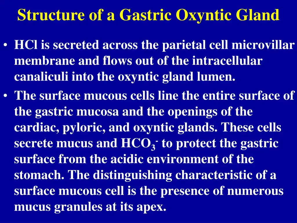 structure of a gastric oxyntic gland