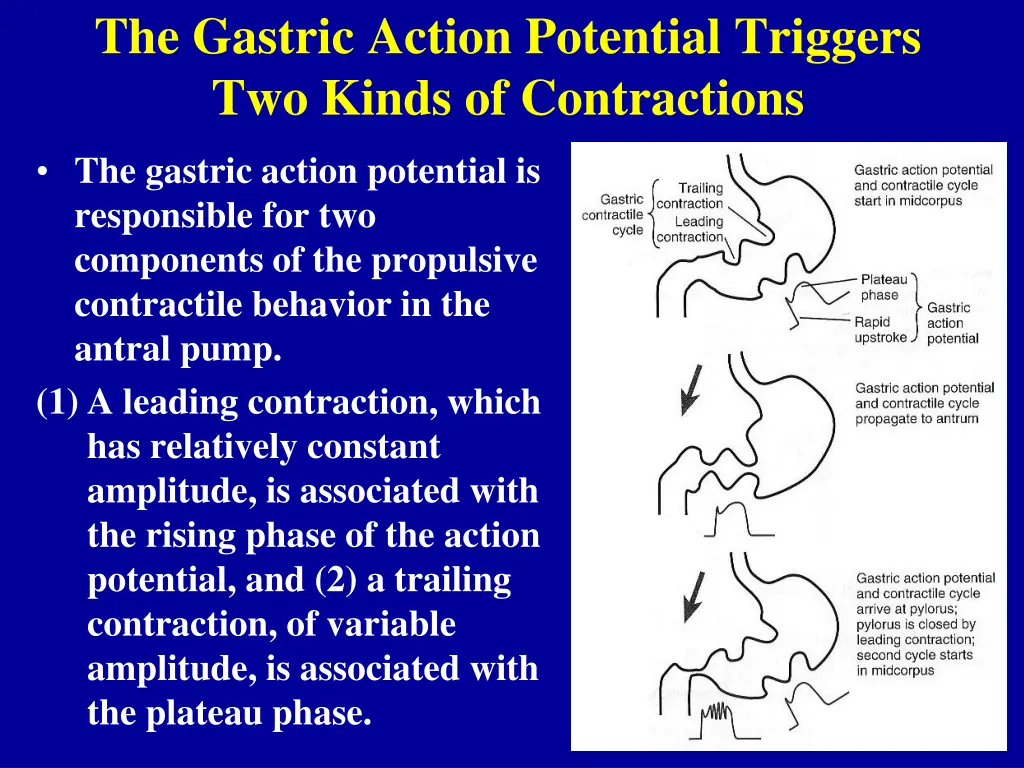 the gastric action potential triggers two kinds