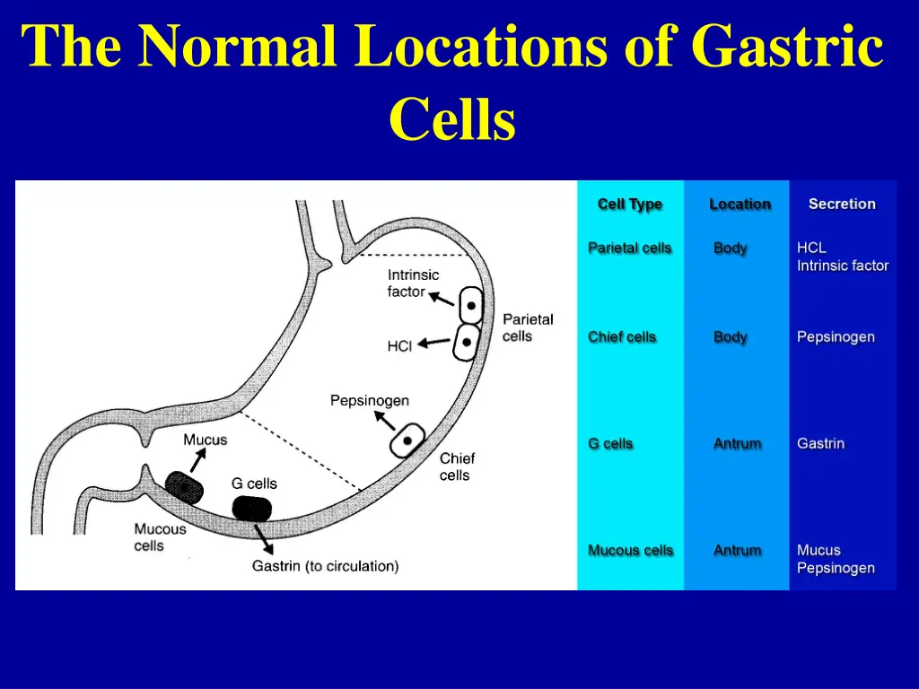 the normal locations of gastric cells