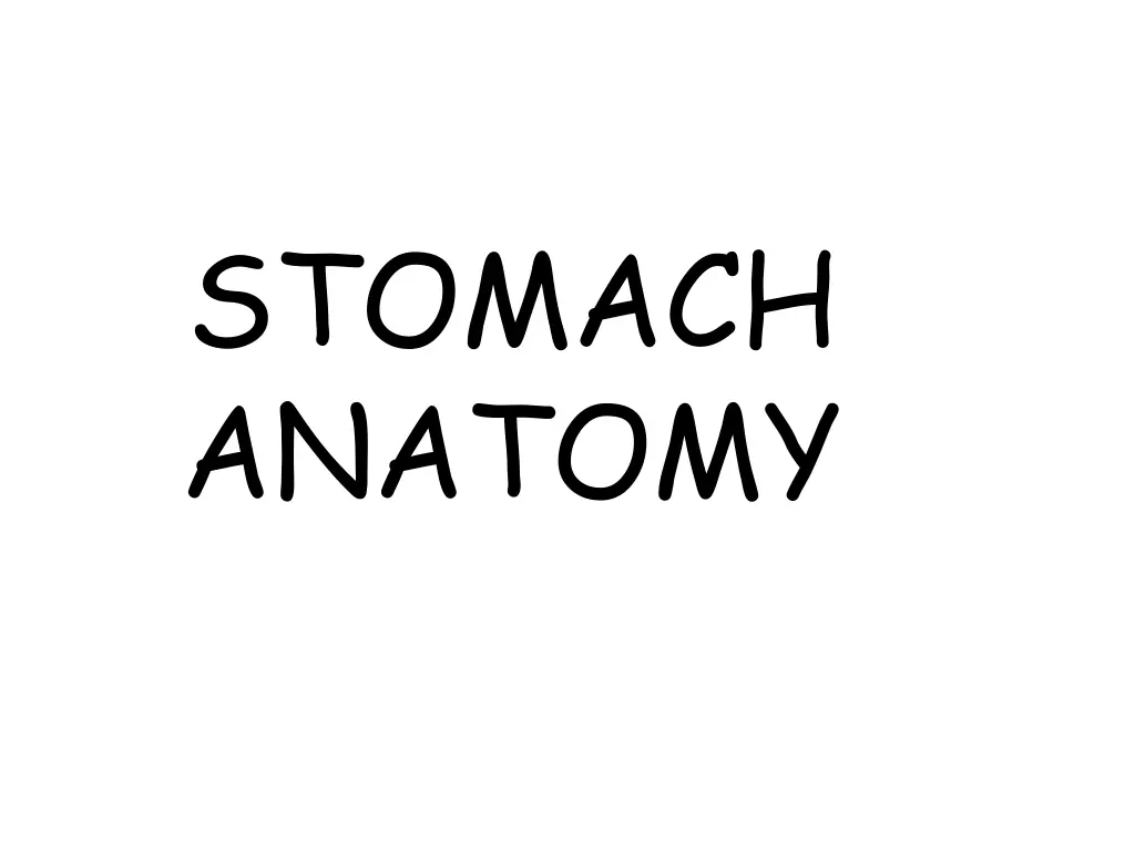 stomach anatomy