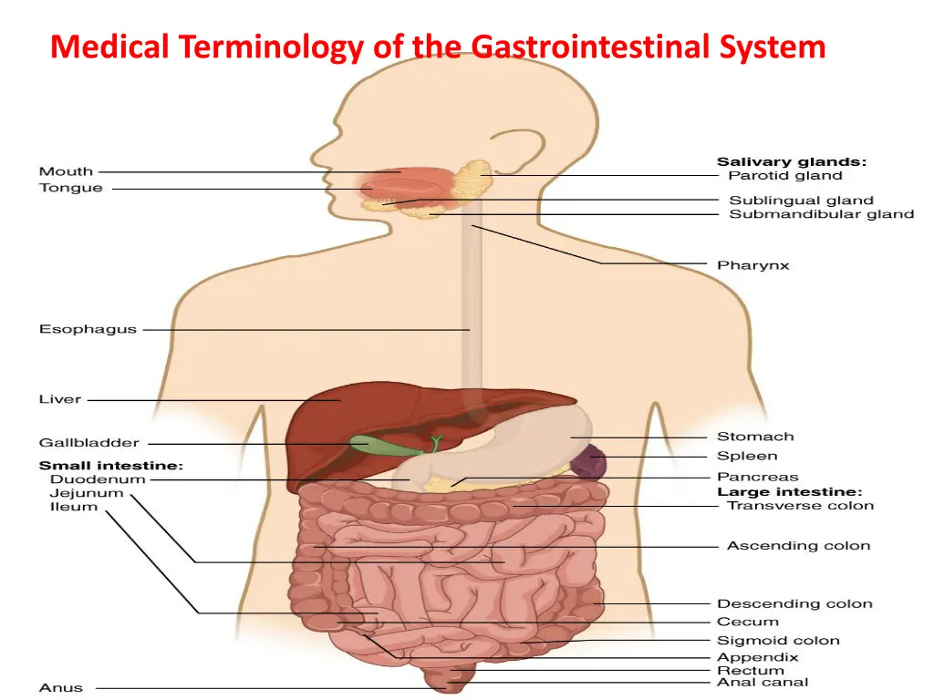 medical terminology of the gastrointestinal system