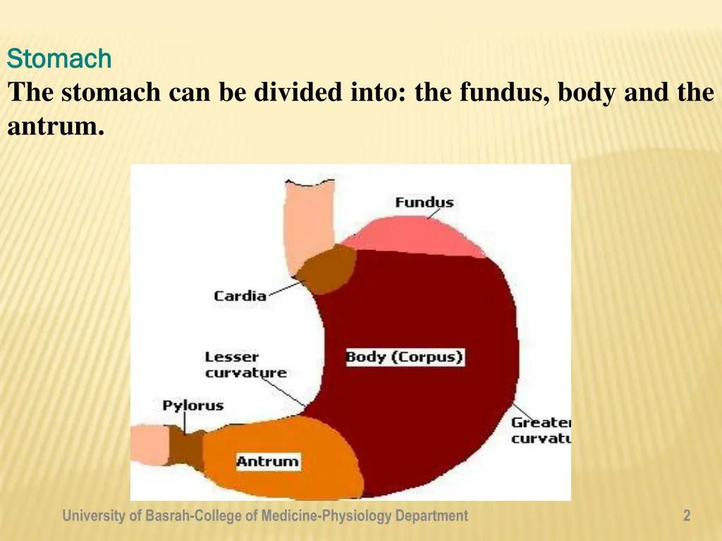 stomach stomach the stomach can be divided into