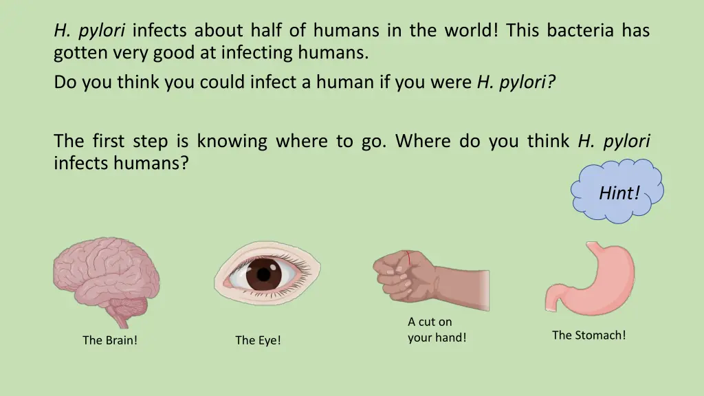 h pylori infects about half of humans