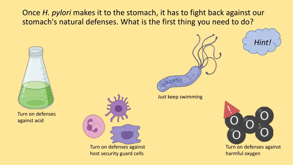 once h pylori makes it to the stomach