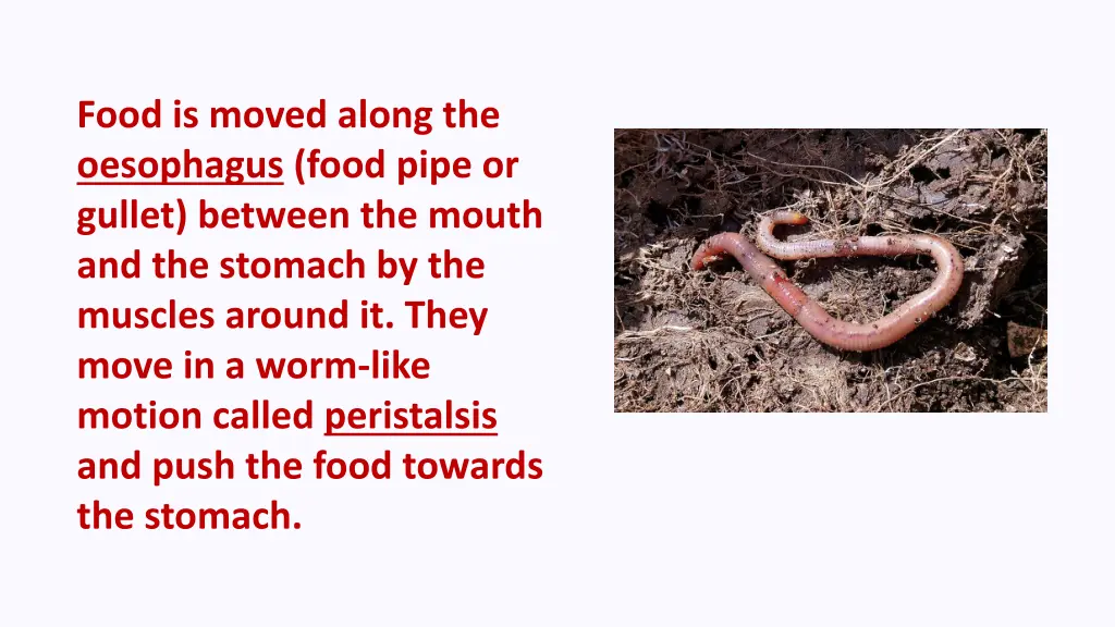 food is moved along the oesophagus food pipe