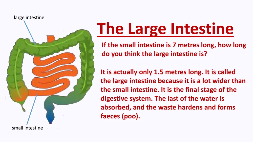 large intestine