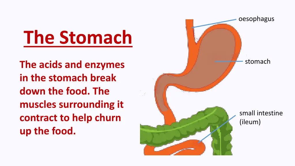 oesophagus