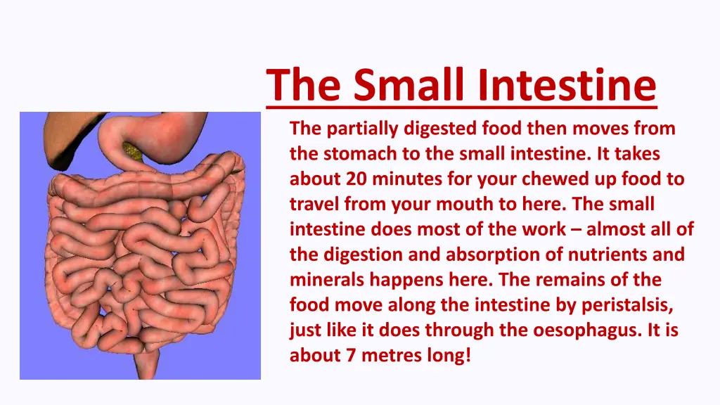 the small intestine the partially digested food