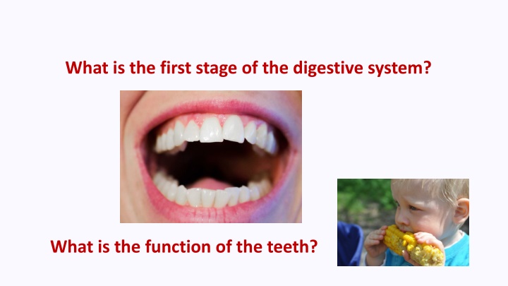 what is the first stage of the digestive system