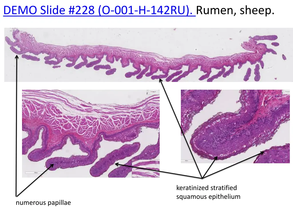 demo slide 228 o 001 h 142ru rumen sheep