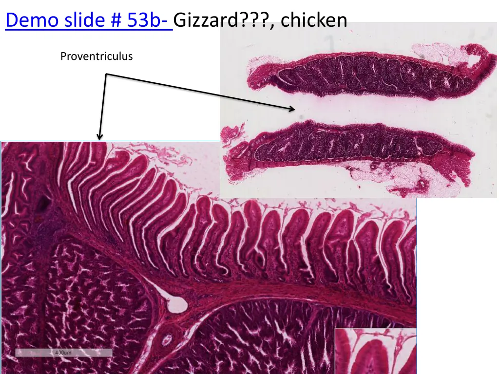 demo slide 53b gizzard chicken