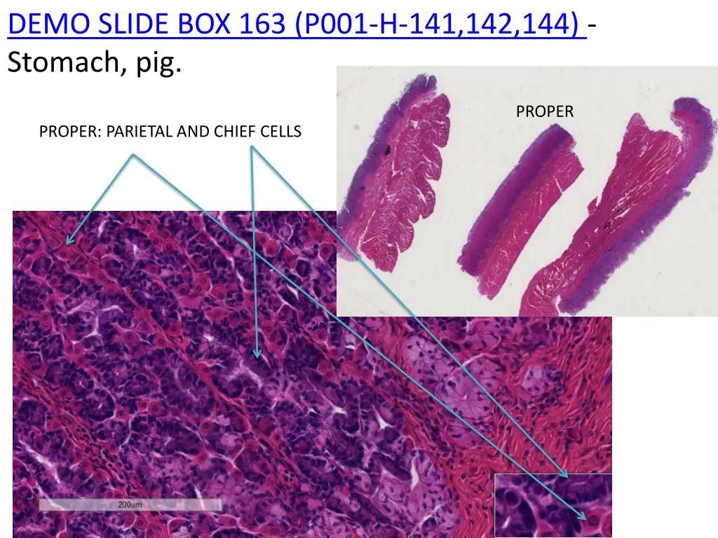 demo slide box 163 p001 h 141 142 144 stomach pig